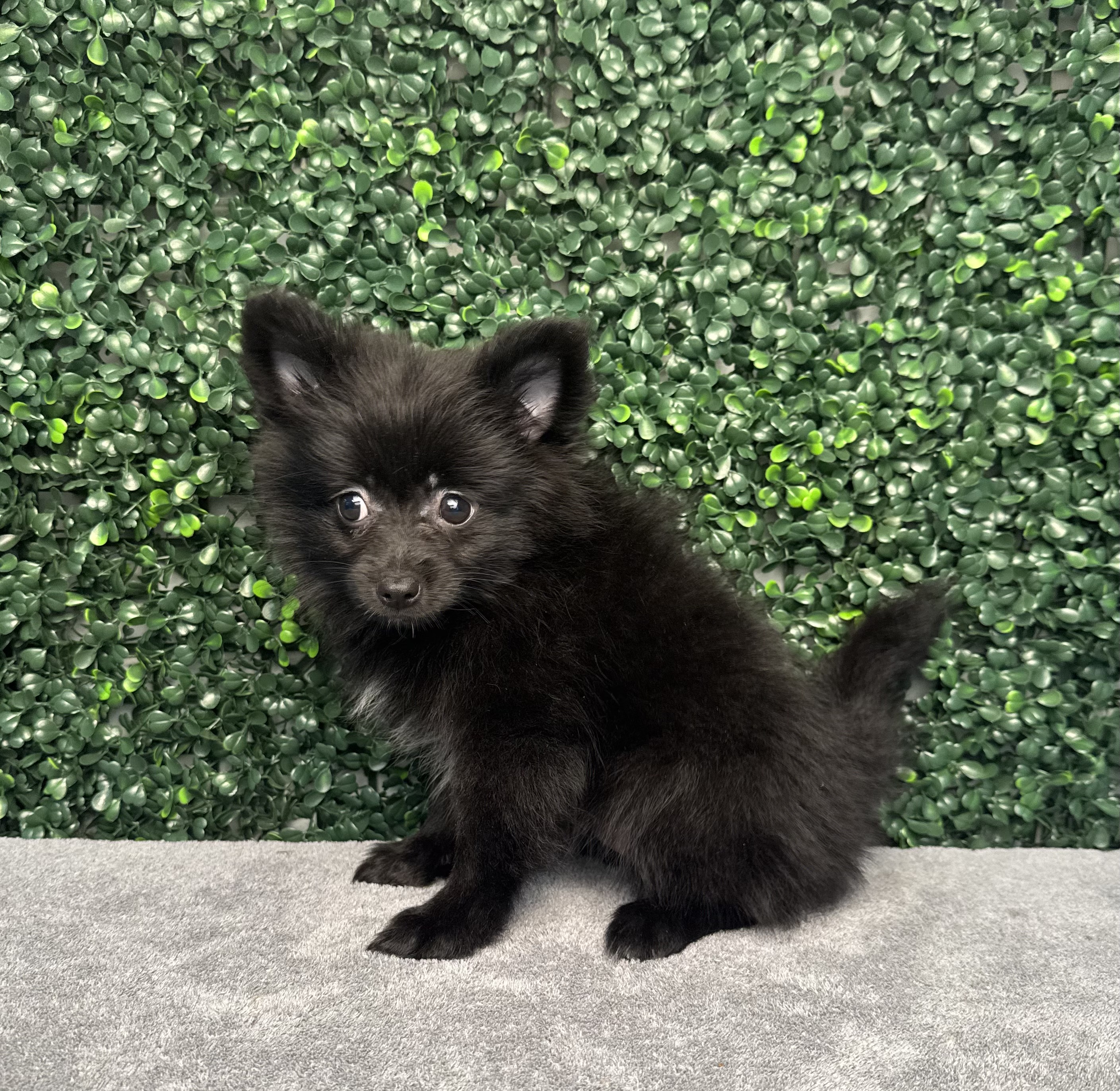 Pomeranian - 4899 Image #1