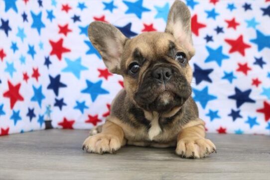 [#251678-03] Blue Fawn F Frenchton Puppies for Sale