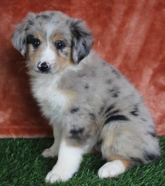 Miniature Australian Shepherd-Dog-Female--4924-Tiny Paws
