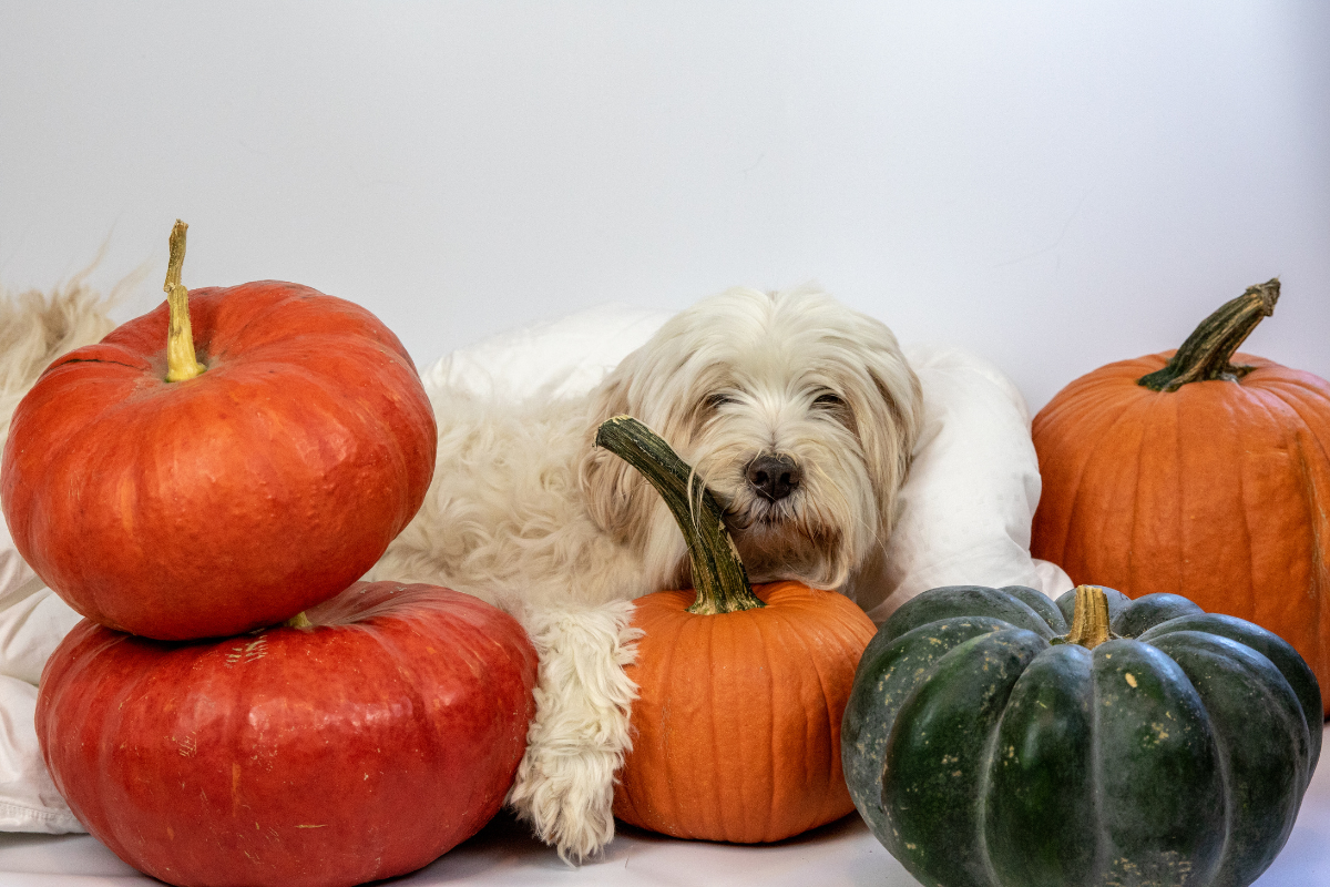 From Plaid to Pumpkins: A Guide to Fall Fashion for Pups