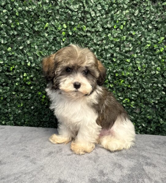 [#251806-01] Brown / White M Havanese Puppies for Sale