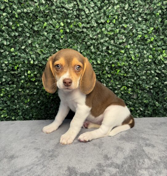 [#25251-04] Chocolate / White F Beagle Puppies for Sale