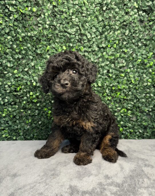 [#251520-02] Black M Bernedoodle Mini F1b Puppies for Sale
