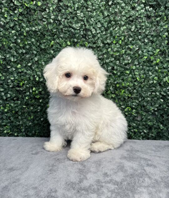[#251603-02] White M Bichon Frise Puppies for Sale
