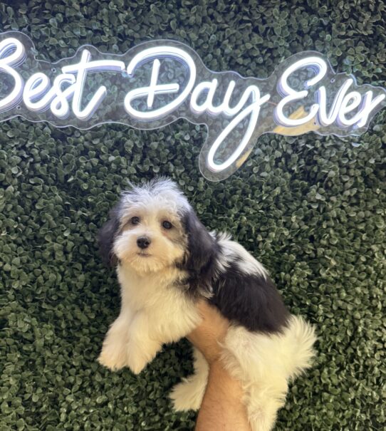 Havanese-Dog-Female--4934-Tiny Paws