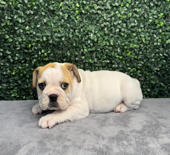 [#251550-09] Fawn / White F Beabull 3/4 Puppies for Sale