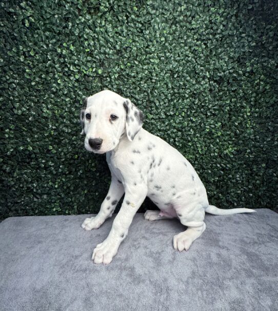 [#25291-03] Black / White M Dalmatian Puppies for Sale