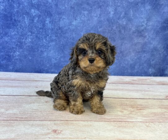 Cavapoo-Dog-Male--4940-Tiny Paws