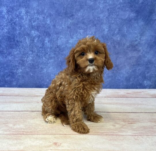 [#2549-05] Red F Cavapoo Puppies for Sale