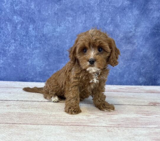Cavapoo-Dog-Female--4941-Tiny Paws