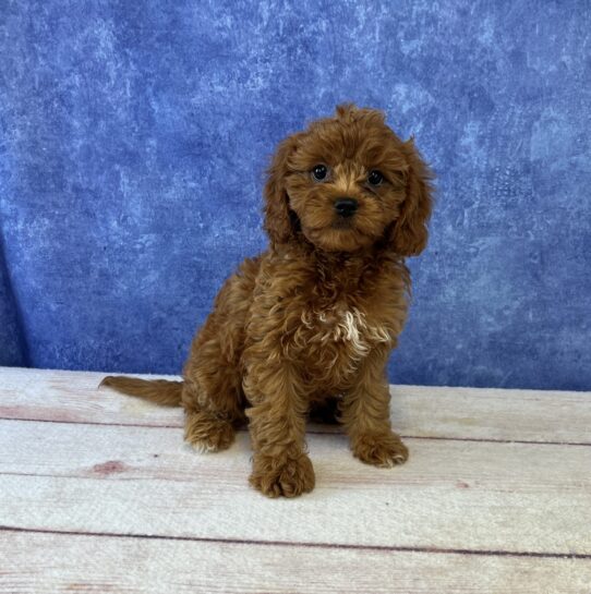 [#2549-03] Red F Cavapoo Puppies for Sale