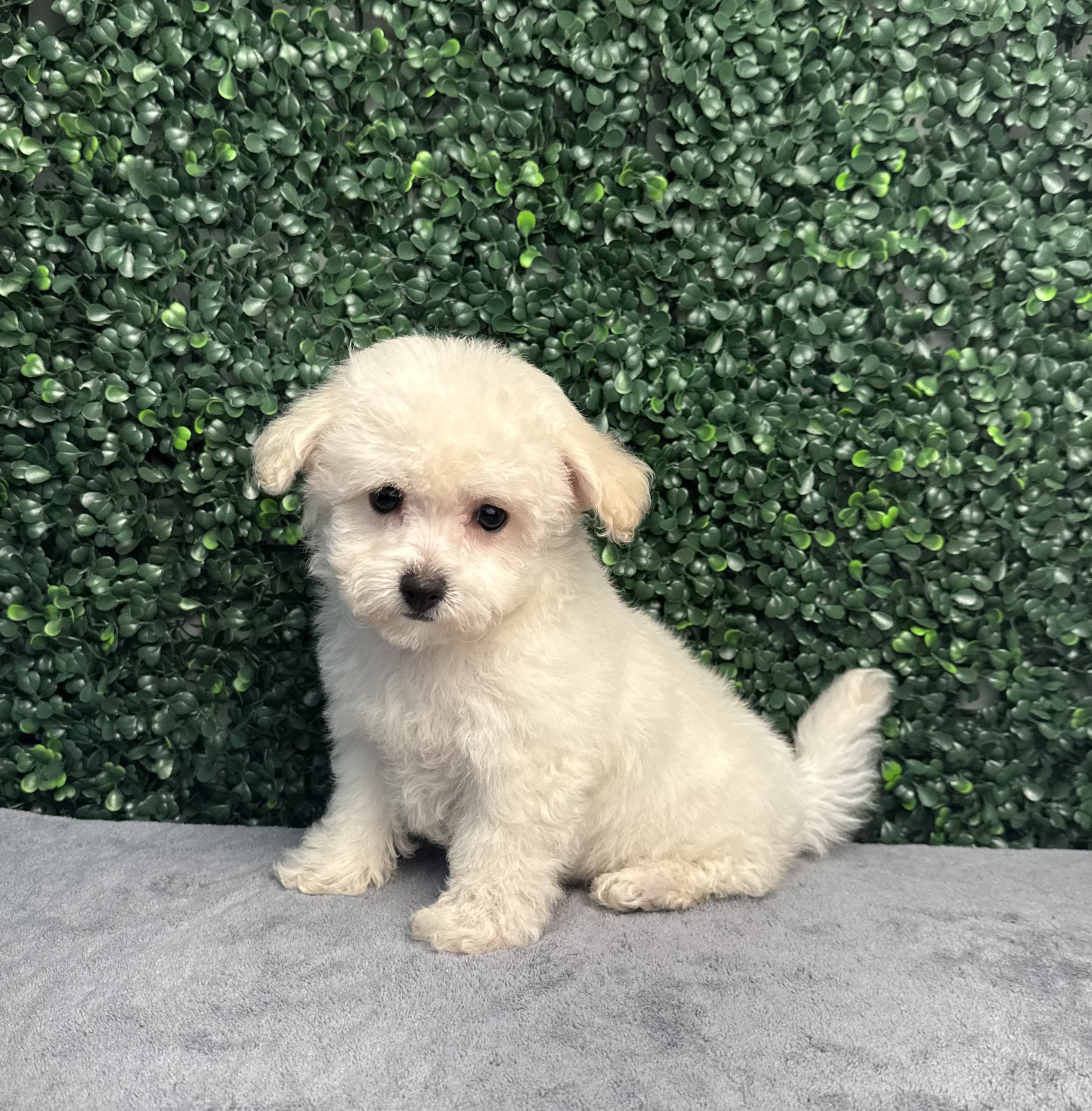 Bichon Frise - 4936 Image #1