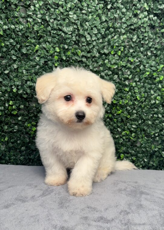 [#251605-06] White F Bichon Frise Puppies for Sale