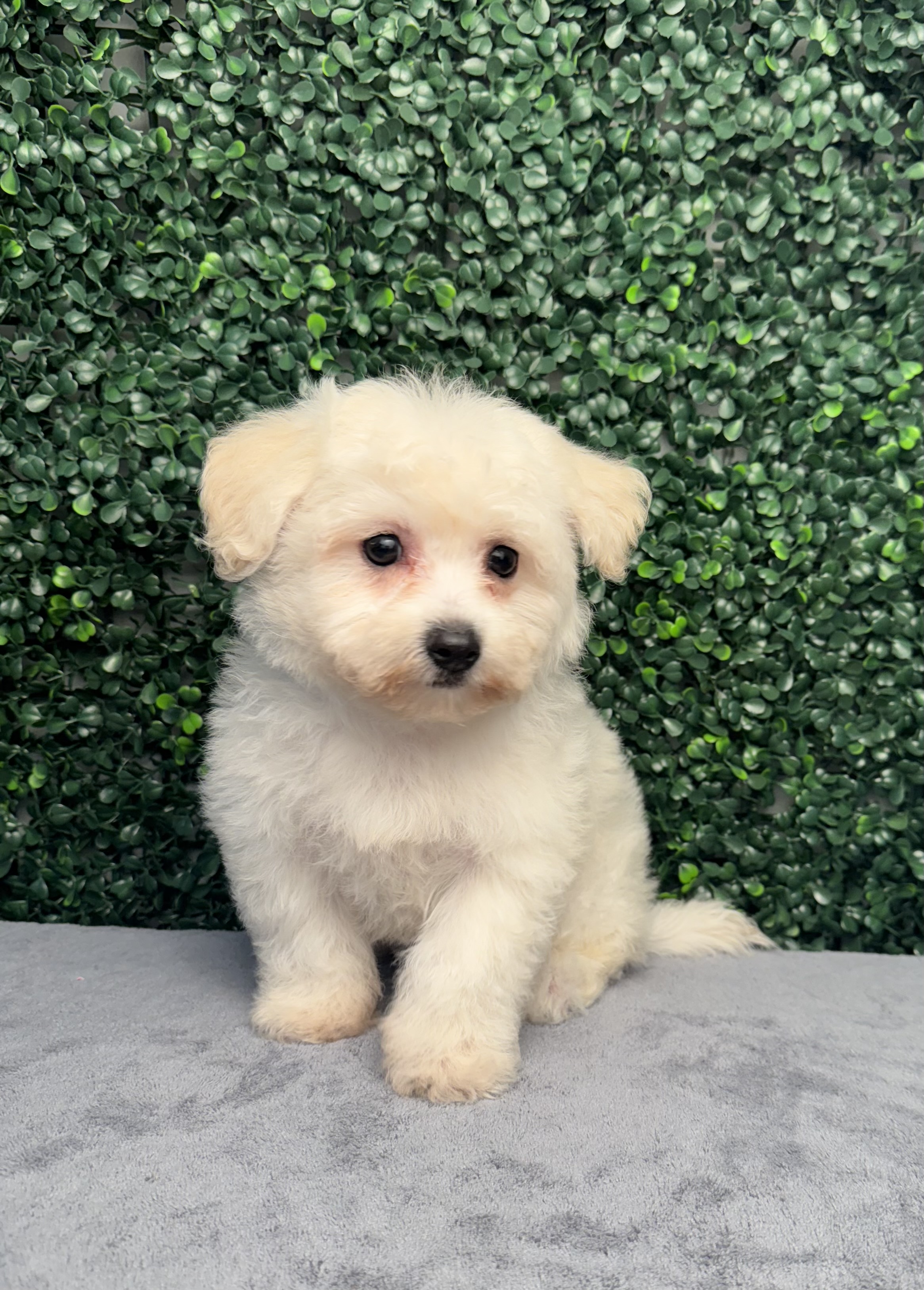 Bichon Frise - 4937 Image #1