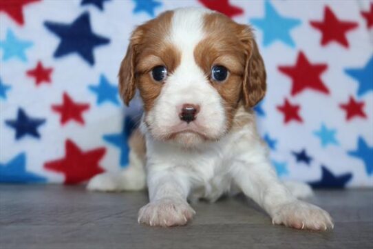 [#251652-05] Red / White F Cavalier King Charles Spaniel Puppies for Sale