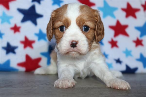 Cavalier King Charles Spaniel - 4947 Image #1