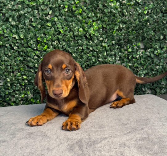 [#2563-01] Chocolate / Tan M Dachshund Puppies for Sale