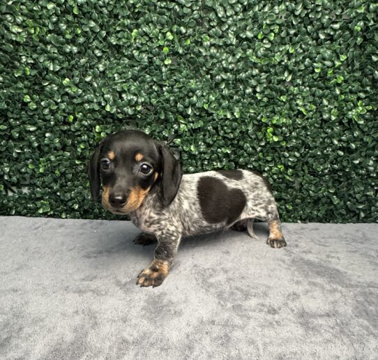 [#251621-01] Black Tan / White M Dachshund Puppies for Sale