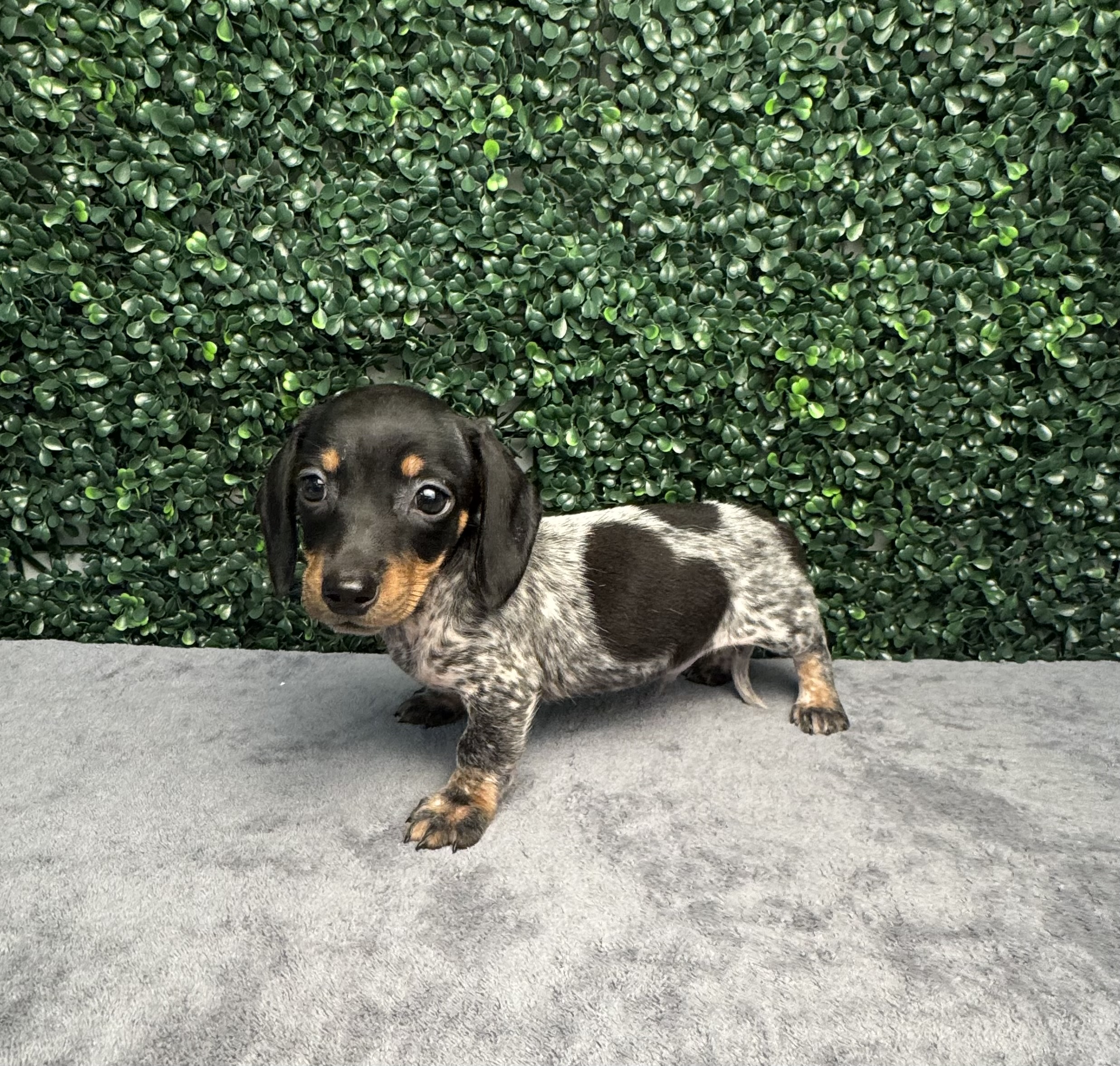 Mini Dachshund - 4946 Image #1