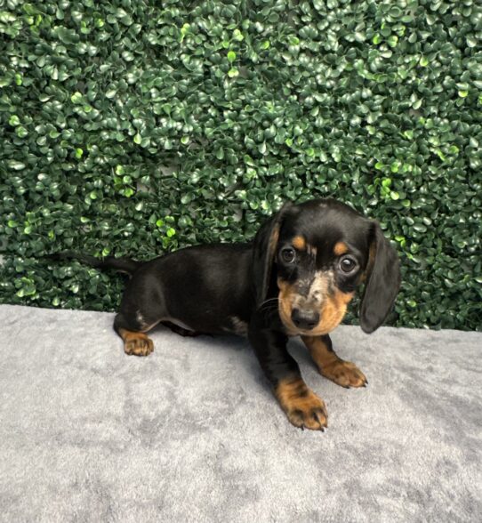 [#251619-02] Silver Dapple M Dachshund Puppies for Sale