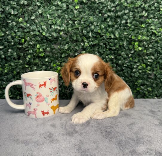 Cavalier King Charles Spaniel-Dog-Male--4948-Tiny Paws