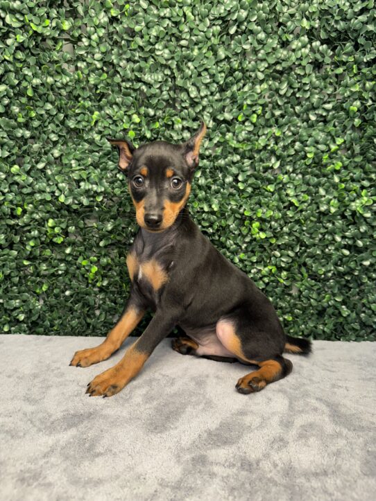 [#251777-04] M Miniature Pinscher Puppies for Sale