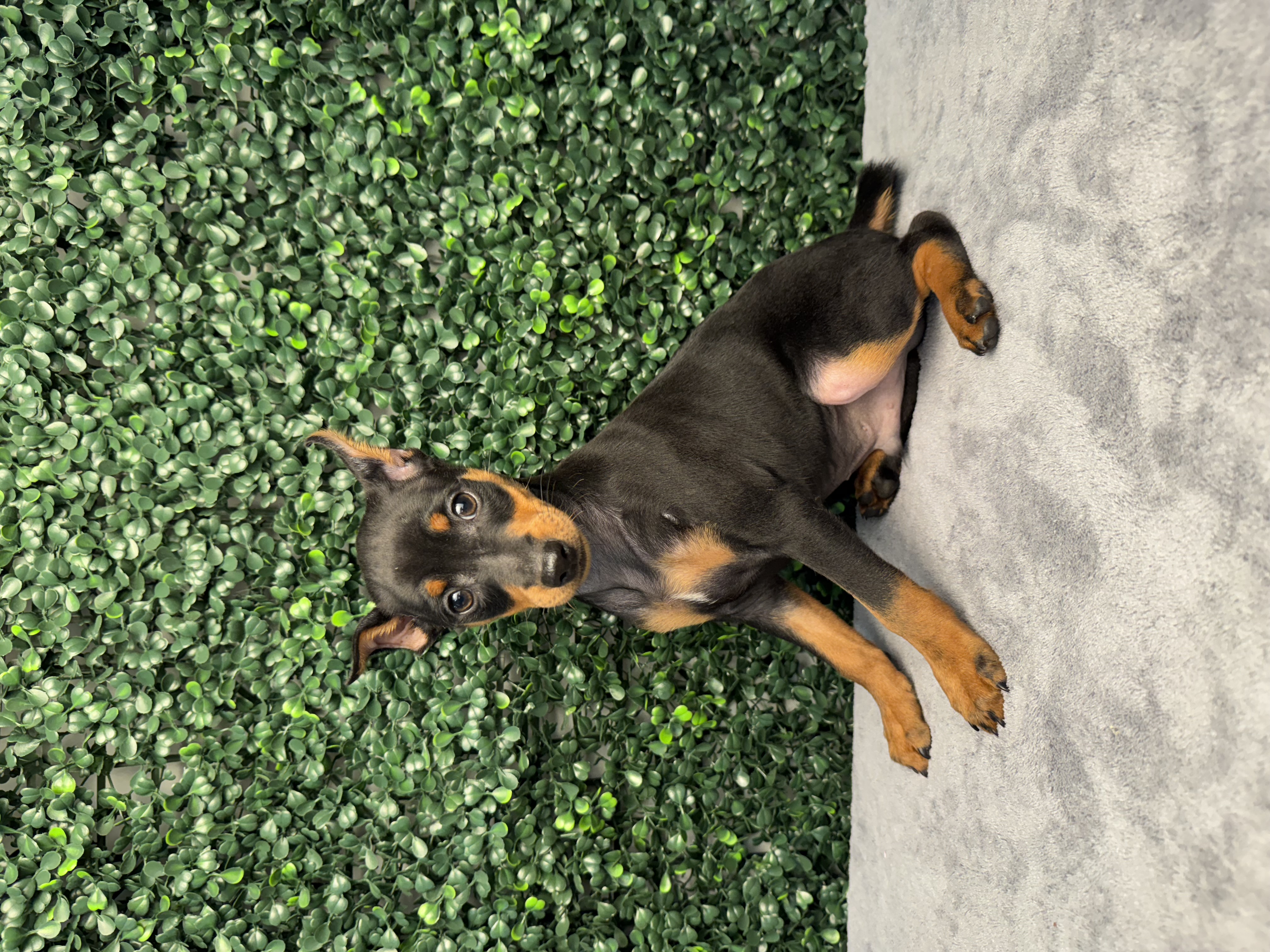 Miniature Pinscher - 4949 Image #1