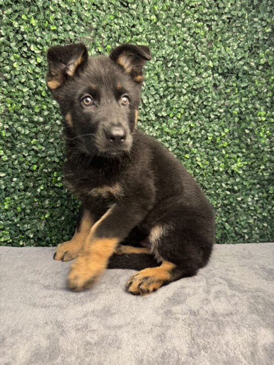 German Shepherd Dog-Dog-Female--4944-Tiny Paws