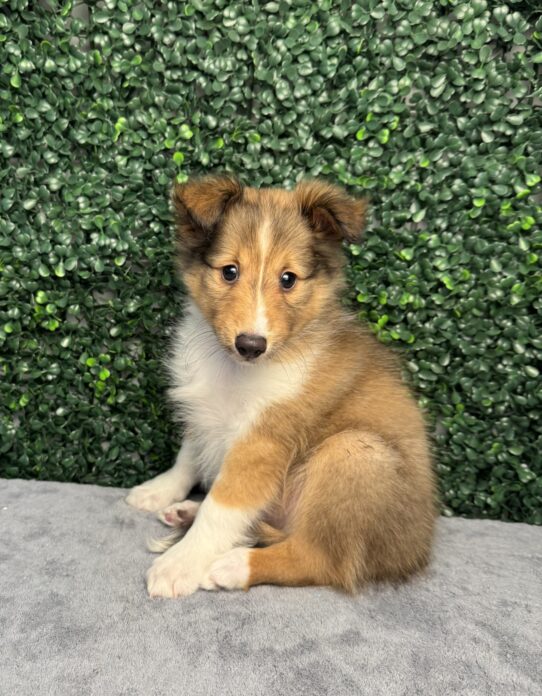 [#251977-02] Sable / White M Shetland Sheepdog Puppies for Sale