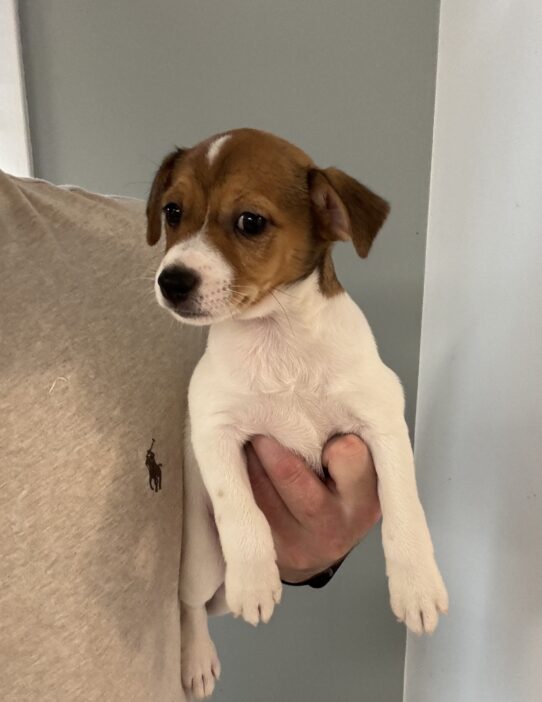 Jack Russell Terrier-Dog-Female--4951-Tiny Paws