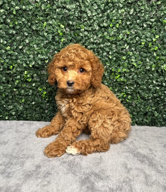 Cock A Poo-Dog-Female--4950-Tiny Paws