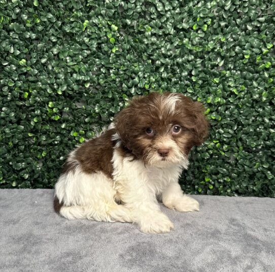 Teddy Bear-Dog-Male--4953-Tiny Paws