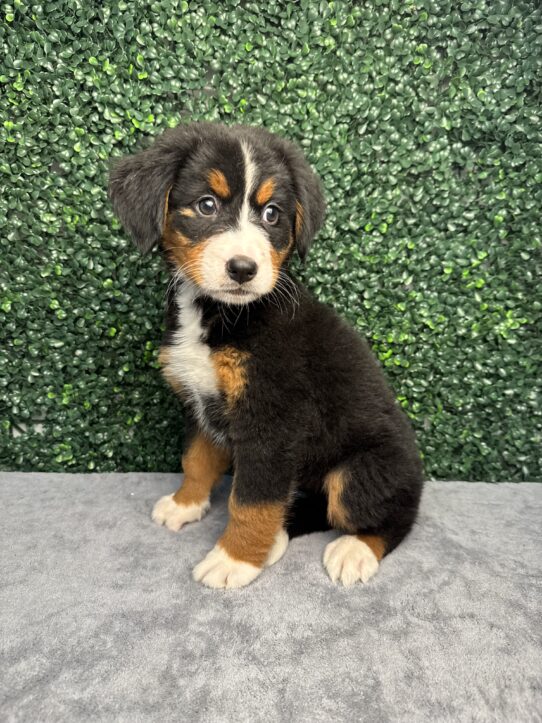 Bernese Mountain Dog-Dog-Female--4957-Tiny Paws