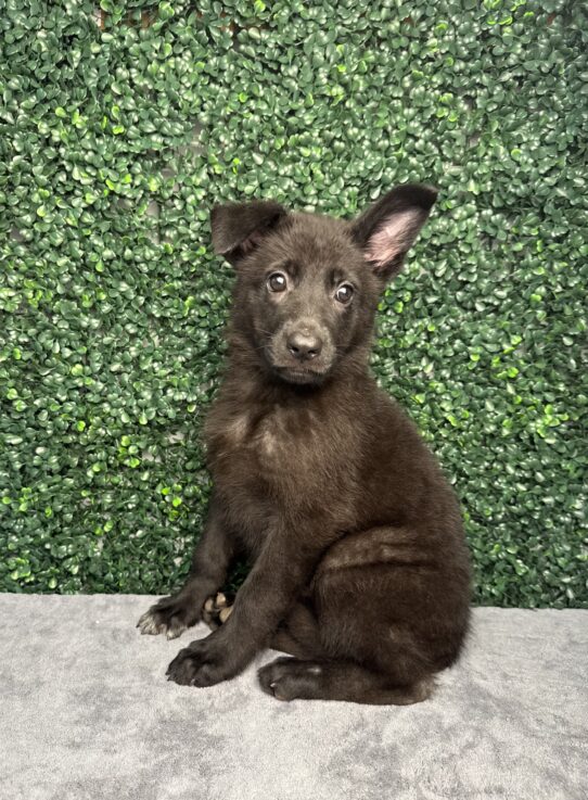 German Shepherd Dog-Dog-Female--4956-Tiny Paws