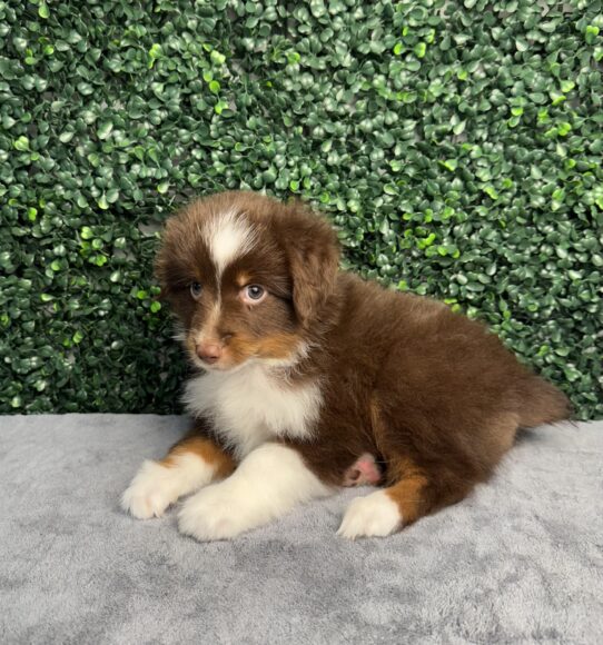 [#25274-04] Red M Miniature Australian Shepherd Puppies for Sale