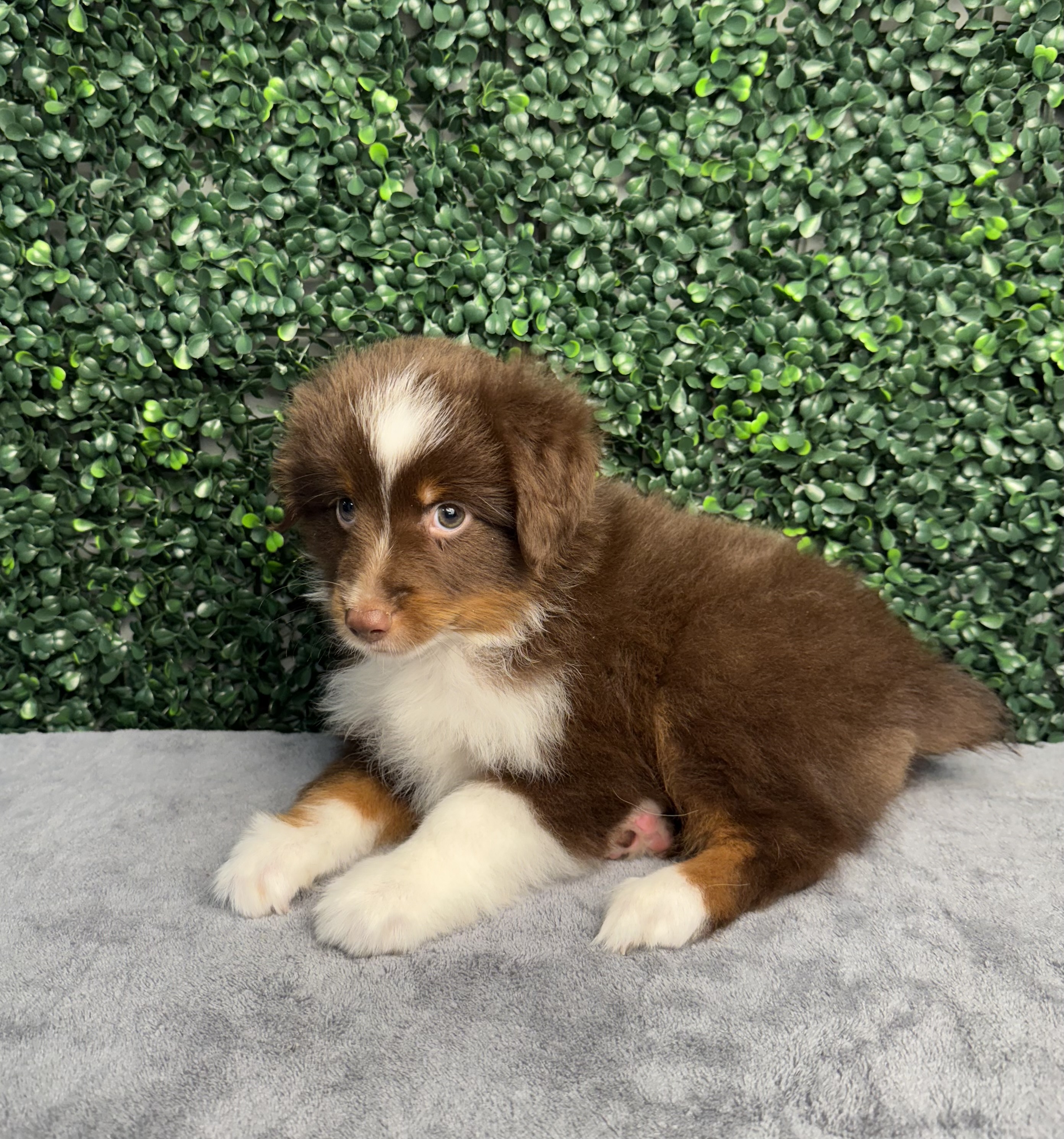 Miniature Australian Shepherd - 4954 Image #1