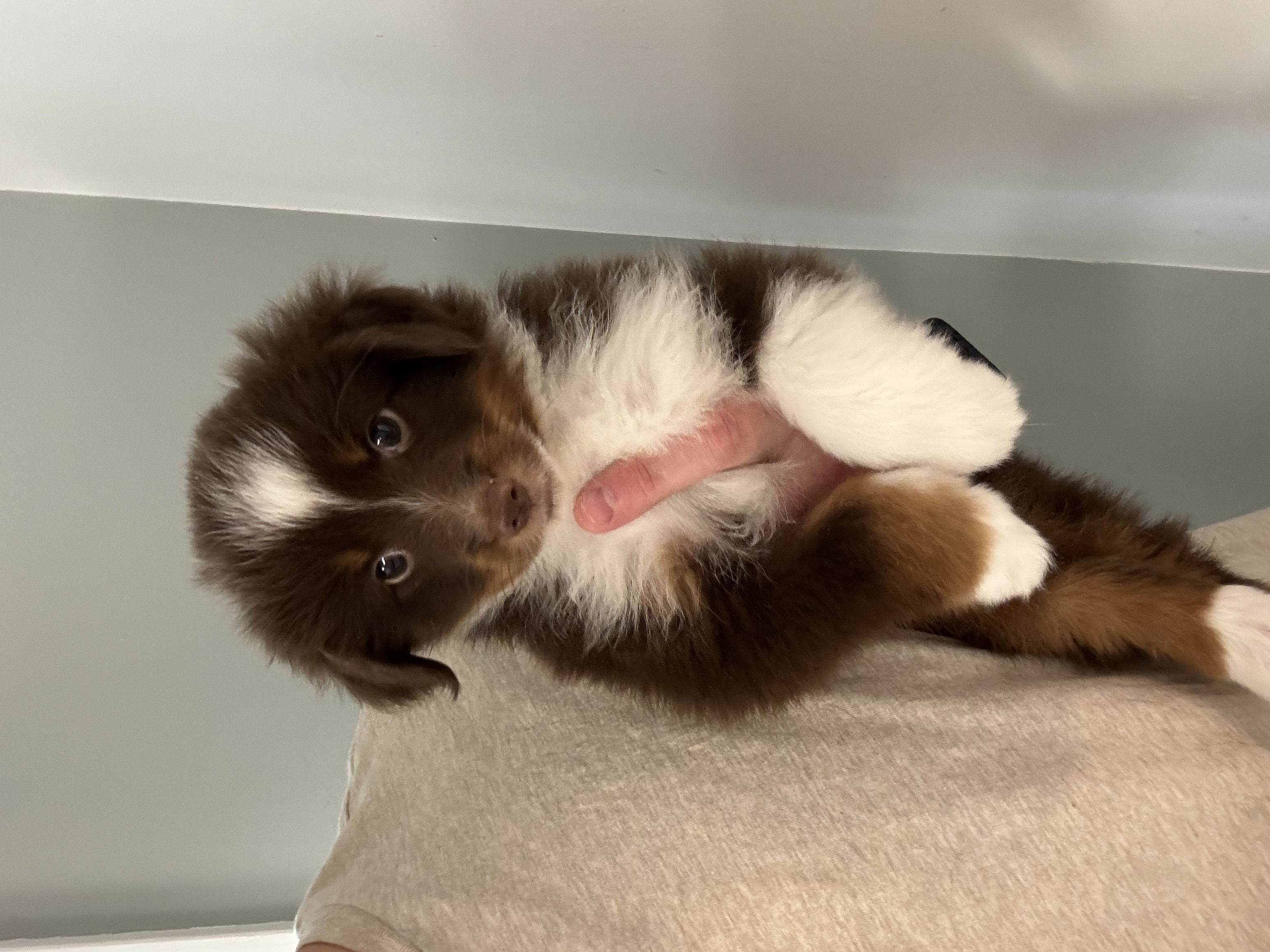 Miniature Australian Shepherd - 4954 Image #2