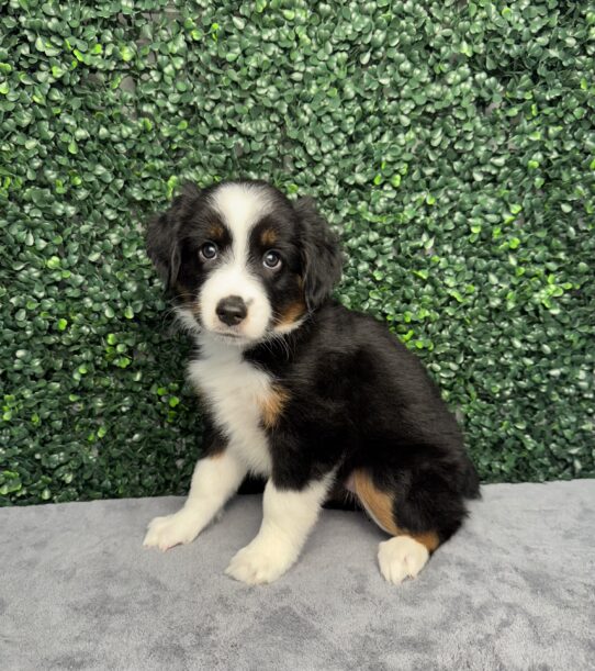 [#25274-08] Black F Miniature Australian Shepherd Puppies for Sale