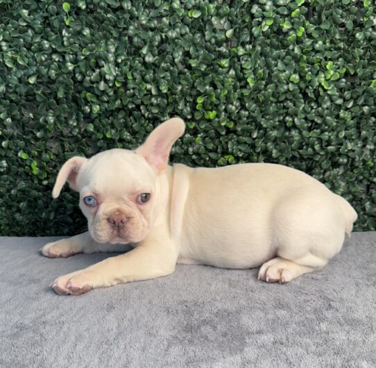 [#251528-07] Cream F French Bulldog Puppies for Sale