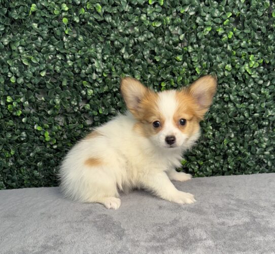 [#251628-03] Red / White M Papillon Puppies for Sale