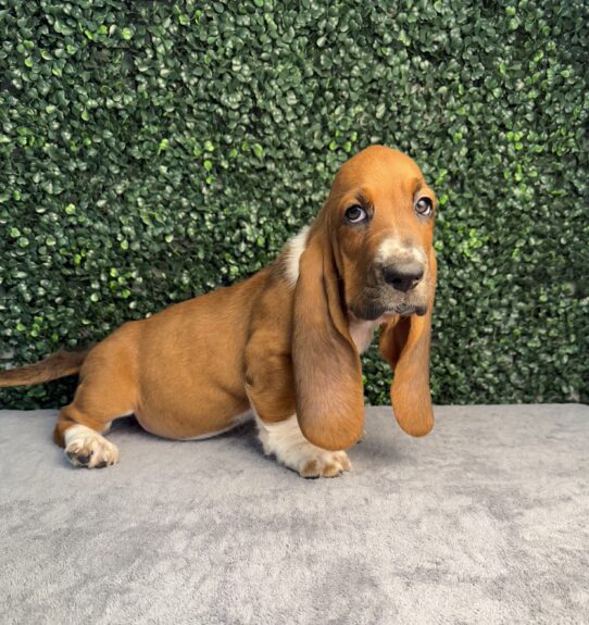 [#25232-08] Mahogany / White F Basset Hound Puppies for Sale