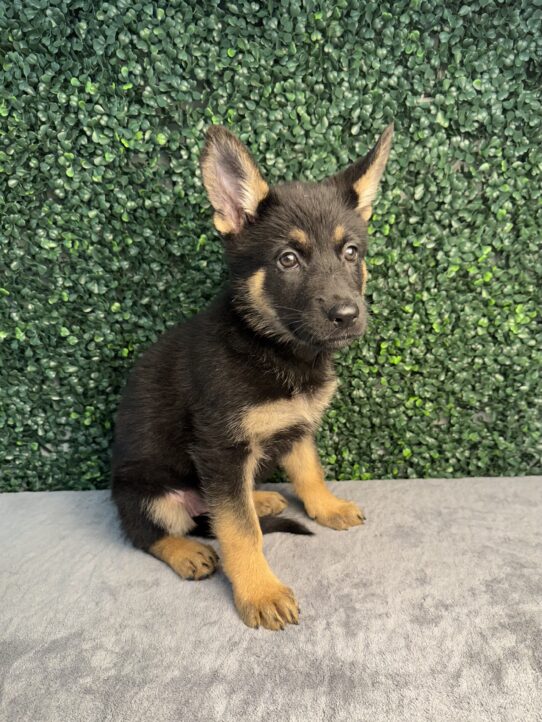[#25267-03] Black / Tan F German Shepherd Dog Puppies for Sale