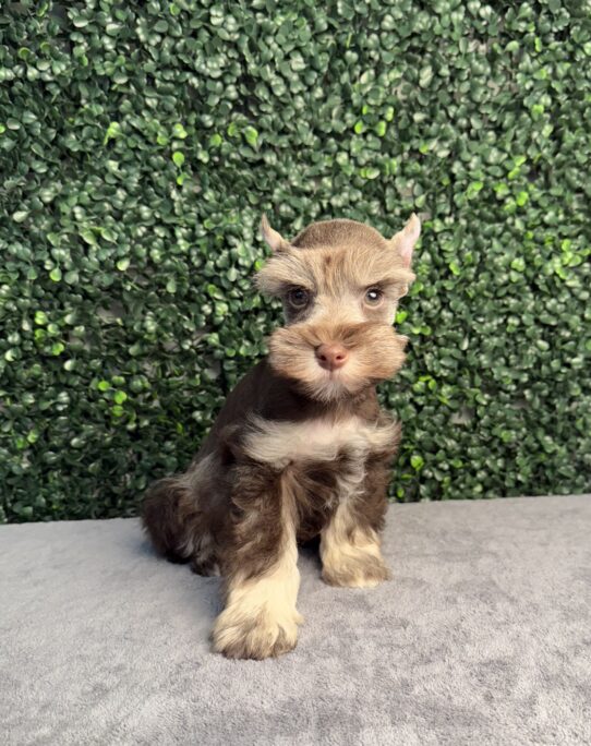 [#251484-04] Liver / Tan M Miniature Schnauzer Puppies for Sale
