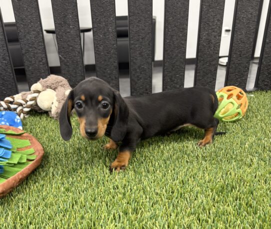 [#2563-03] Black / Tan F Dachshund Puppies for Sale