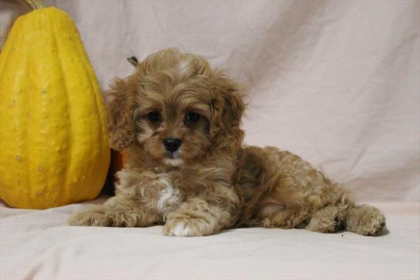 Cavapoo - 4996 Image #1