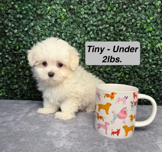 [#251791-03] White F Maltese Puppies for Sale