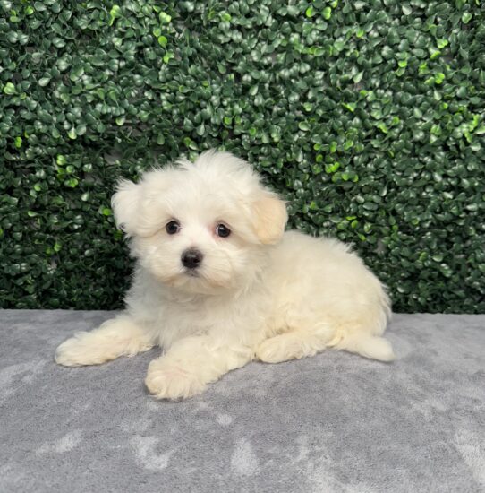 [#251865-01] White M Maltese Puppies for Sale