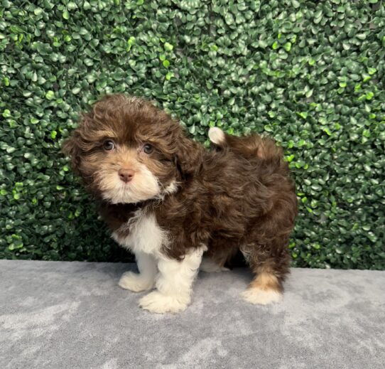 [#251888-04] Chocolate F Havanese Puppies for Sale