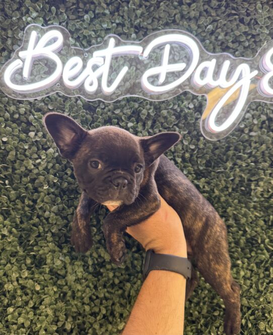 [#251716-04] Brindle M Frenchton Puppies for Sale