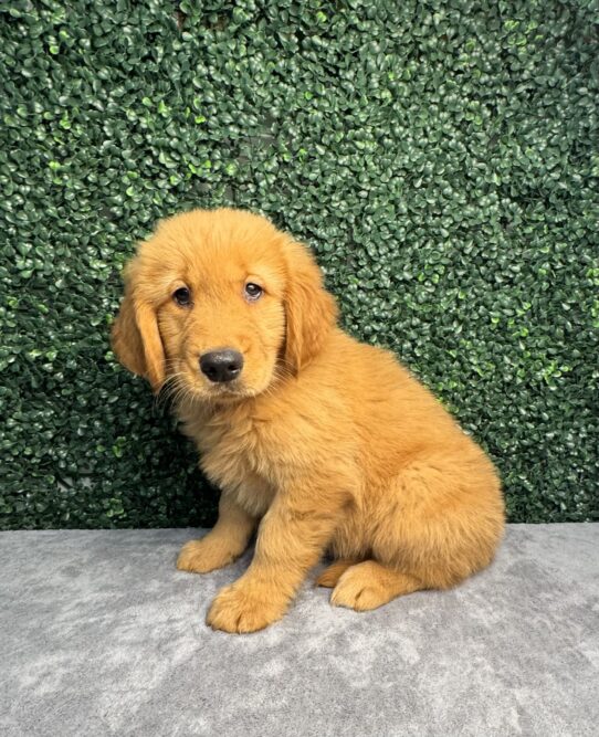 [#25307-05] Golden M Golden Retriever Puppies for Sale